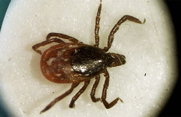 Клеща нужно выкручивать, как пробку из бутылки