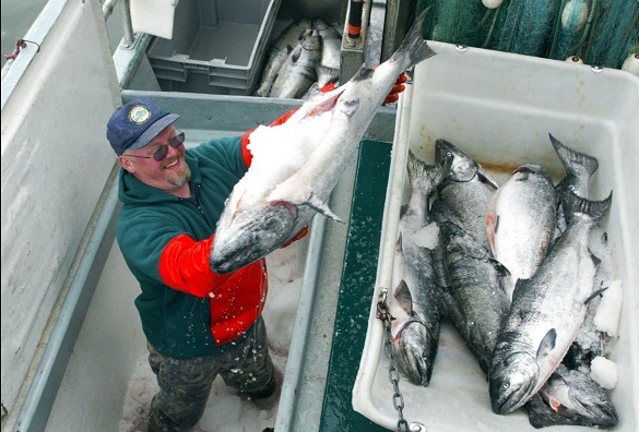 Вылов тихоокеанских лососей вырос на 40%. 46941.jpeg