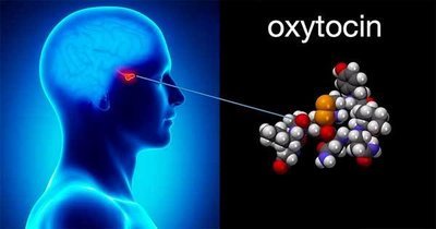 Окситоцин: панацея от любого страха или потенциальный супермошенник?