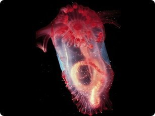 Ученые сфотографировали фантастическое морское животное