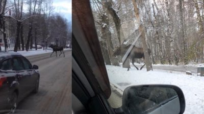 По улицам Екатеринбурга бегает лось