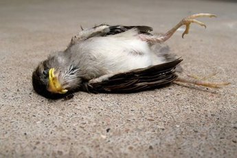 Птицы-самоубийцы в Индии