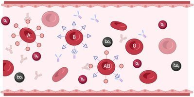 Как ваша группа крови влияет на ваше здоровье?