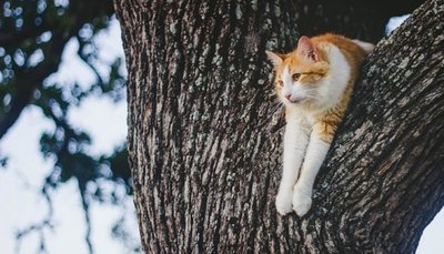 Спасение кота в Петрозаводске