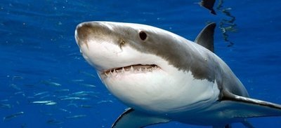 В Австралии на серфингиста напала акула