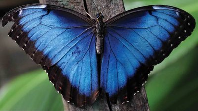 Как бабочки спасаются от хищников
