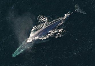 Животные, которых можно услышать издали: синий кит, воющая обезьяна и другие
