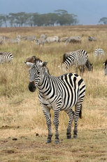 Как полосы зебры действуют в качестве маскировки
