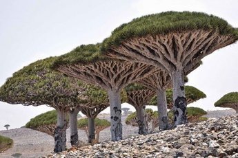 Истории о странных деревьях