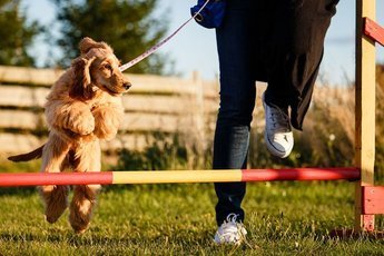 Дрессировка собак на аджилити: С чего начать с вашей собакой