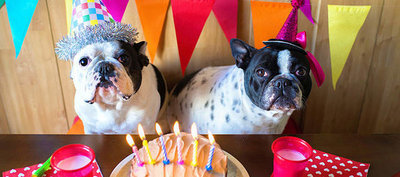 Как устроить сюрприз-вечеринку для собаки