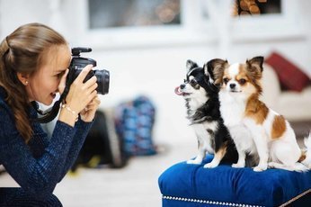 Как выбрать идеального фотографа для вашей собаки