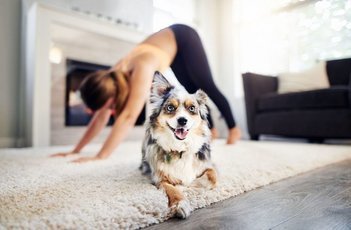Дога: Что такое собачья йога? Может ли ваша собака заниматься этим?