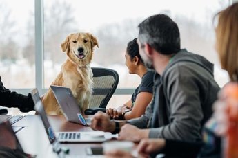 Собаки на рабочем месте: Как они способствуют продуктивности и снижают стресс