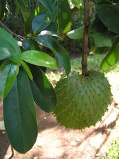 Гравиола: все, что нужно знать о плоде родом из Южной Америки