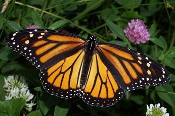 Популяция бабочек в Америке и Англии восстановилась