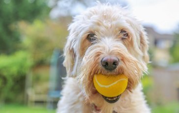 Почему собаки любят теннисные мячи?