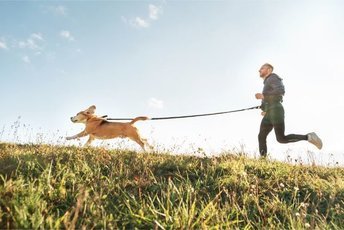 Лучшие советы для бега с вашей собакой