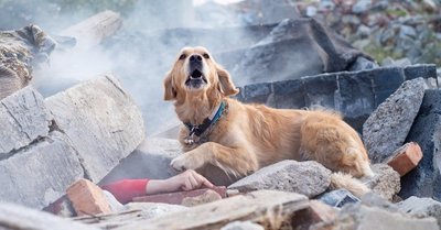 Лучшие породы собак для работы по поиску и спасению
