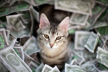 За $35 тыс. китаец клонировал кота