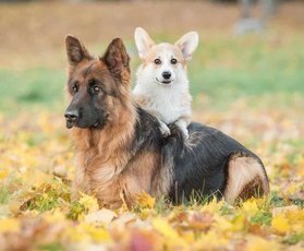 Большая или маленькая собака: Какую лучше завести?