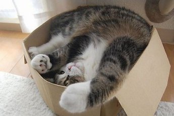 Почему коты любят спать в коробках