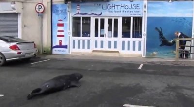 В Дублине тюлень предпочитает питаться в ресторане