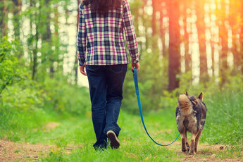 Как сделать прогулку с собакой интереснее
