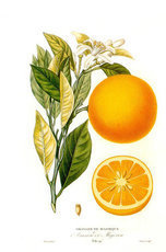 Польза эфирного апельсинового масла, о которой следует знать