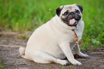Ожирение у собак: Причины и определение
