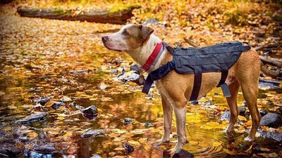 Осенняя традиция: Бег с вашей собакой