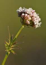 Лучшие травы для эмоционального и духовного исцеления