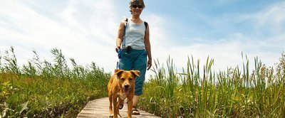 Польза прогулок на природе для собак