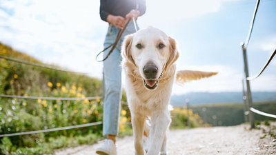 Частота прогулок с собакой: Факторы, определяющие оптимальную частоту