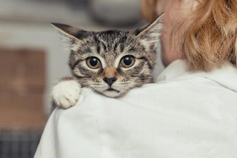 Страхование котят: Нужна ли страховка для моего котенка?