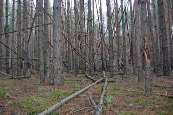 Аномальные зоны в лесу Латвии
