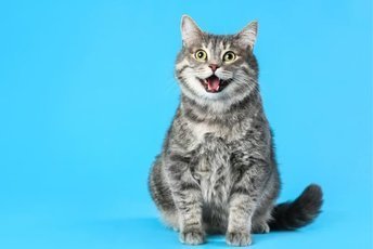 План здоровья для вашей кошки: Забота о любимце