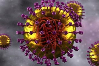 Ученые: вирус кори снижает иммунитет к другим заболеваниям