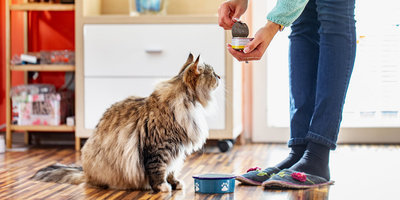 Как покупать здоровый корм для кошки?