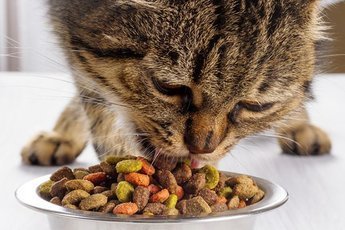 Каким количеством корма нужно кормить кошку?