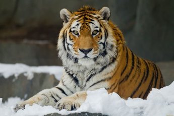 Генпрокуратура проверит передачу тигра Амура на Кубань
