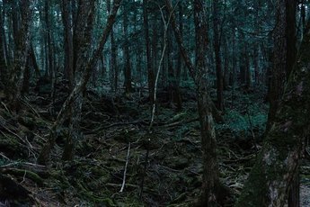 Леса, где живут призраки