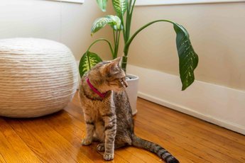 Безопасные для кошек цветы и растения