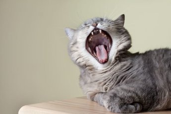 Руководство по смене зубов у котят