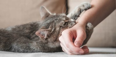Кошачьи любовные укусы: Что они означают?
