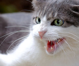 Агрессия у кошек: Борьба, укусы и нападения