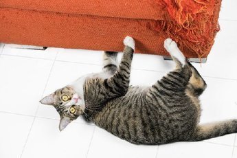 Как отучить кошку драть мебель?