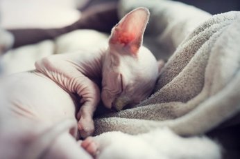 Почему кошки спят так много?