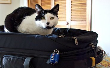Полезные советы для путешествия с кошками