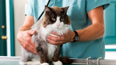 Сгустки на кошках: Как ветеринары диагностируют сгустки и опухоли